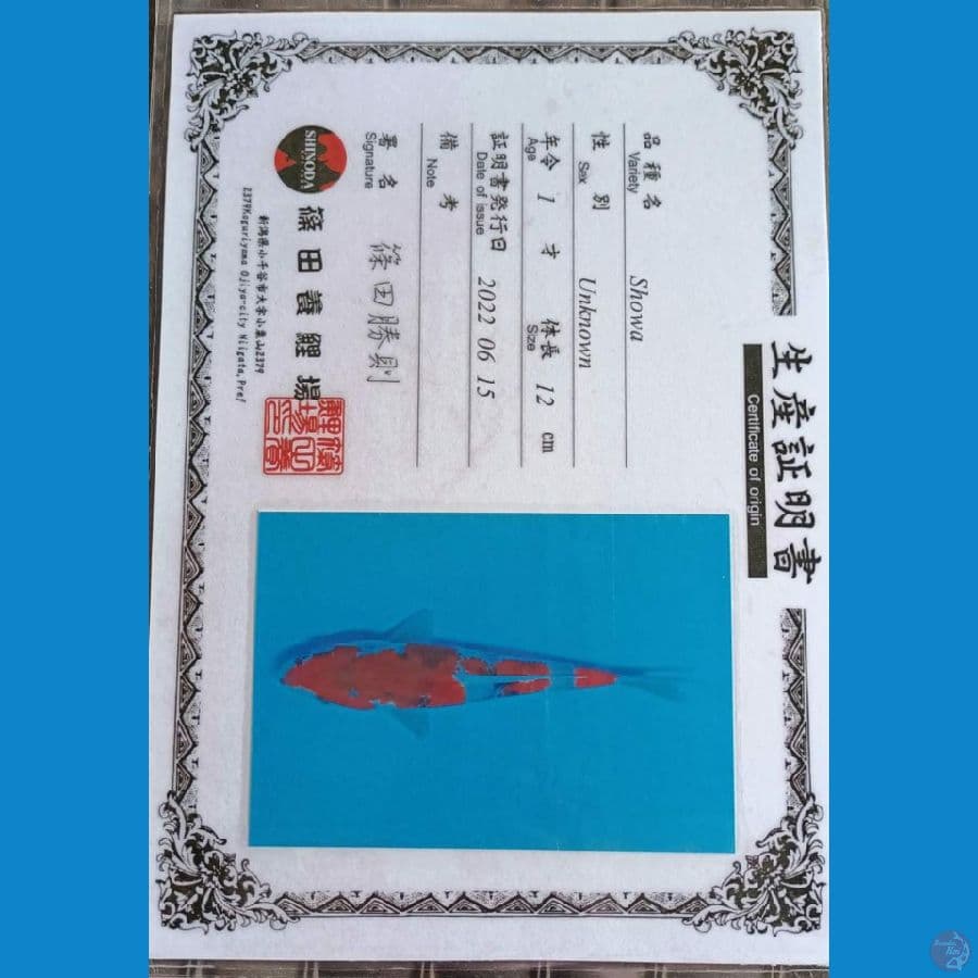 Shinoda Kindai Showa 15cm