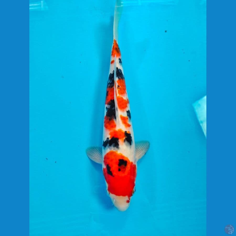 sanke male 33 cm