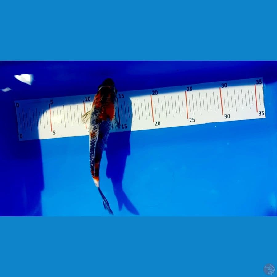 17 cm male beniginga