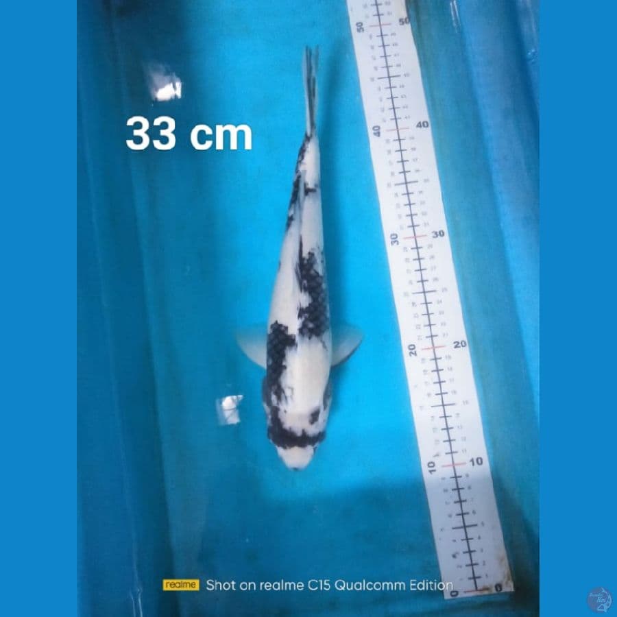 shiro utsuri 33cm