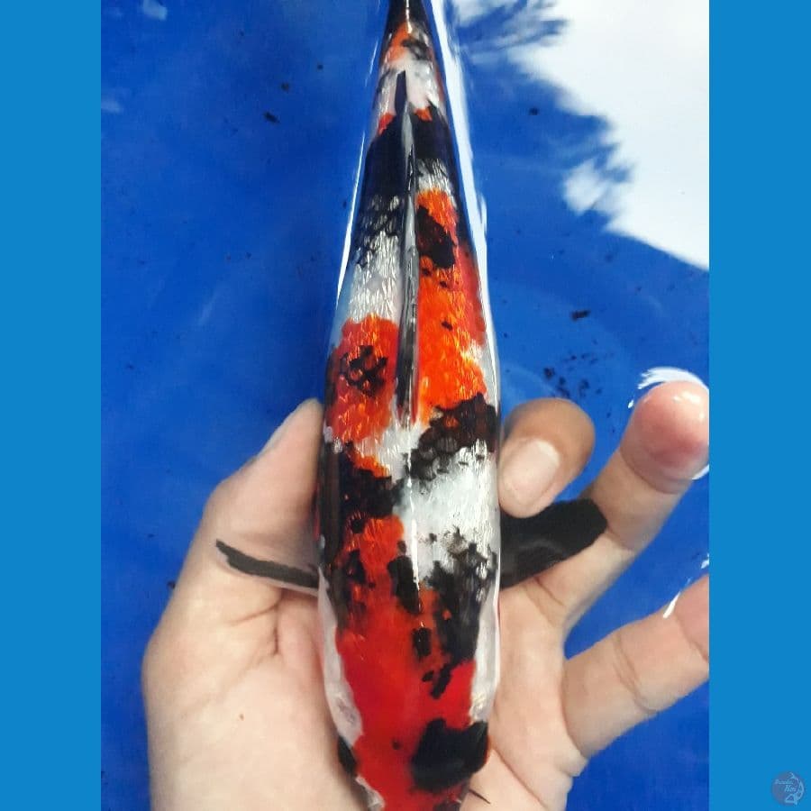 FEMALE SHOWA GINRIN FULL 22CM