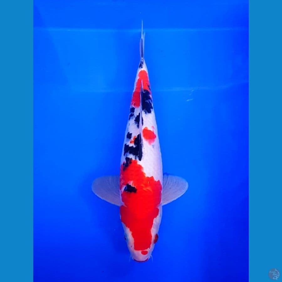 SANKE SISIK M/32 CM KUALITAS BOSKU
