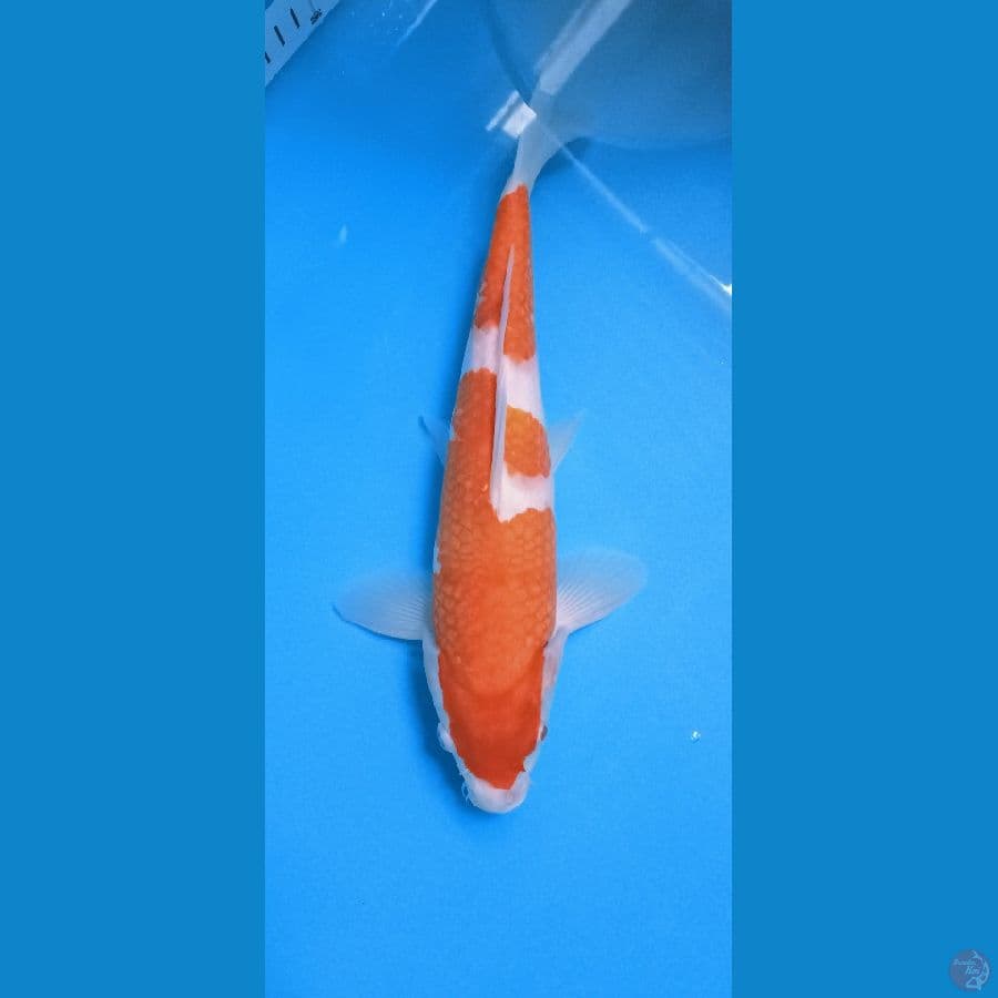 KOHAKU 32CM