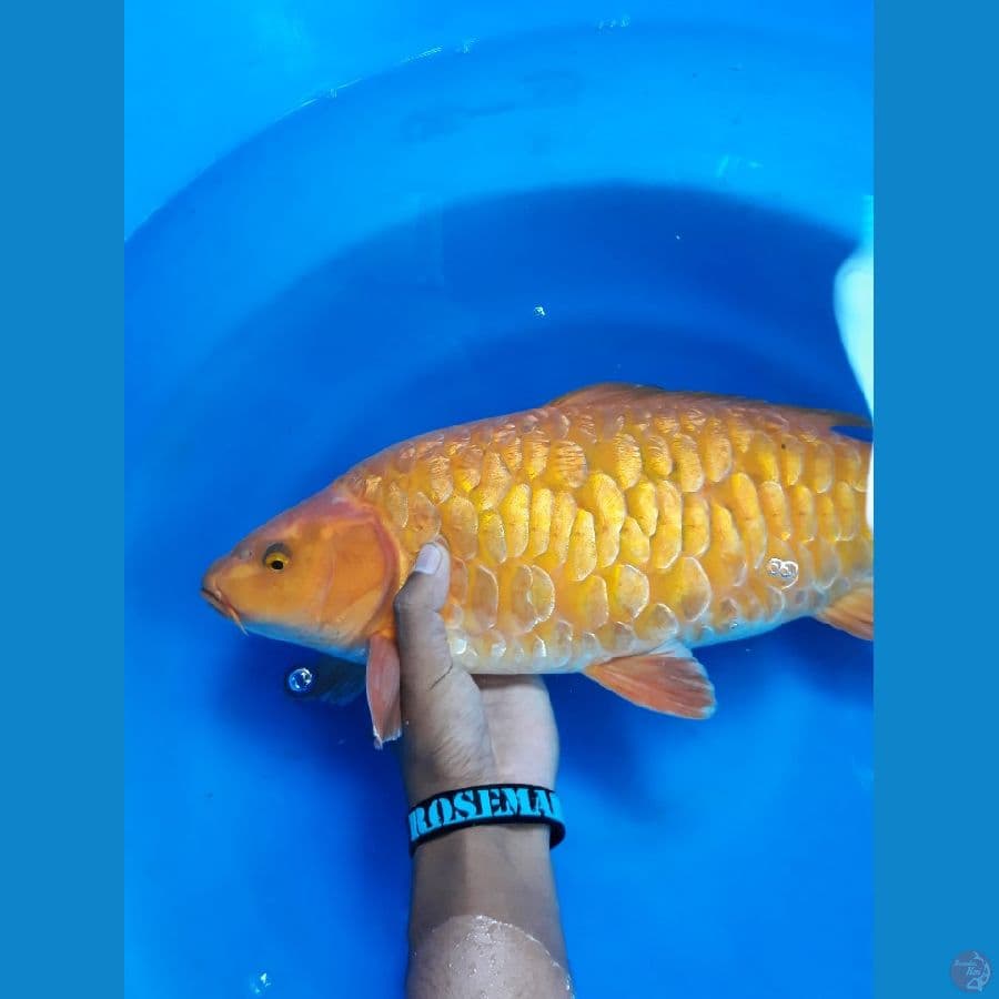 Aragoke Berpunuk