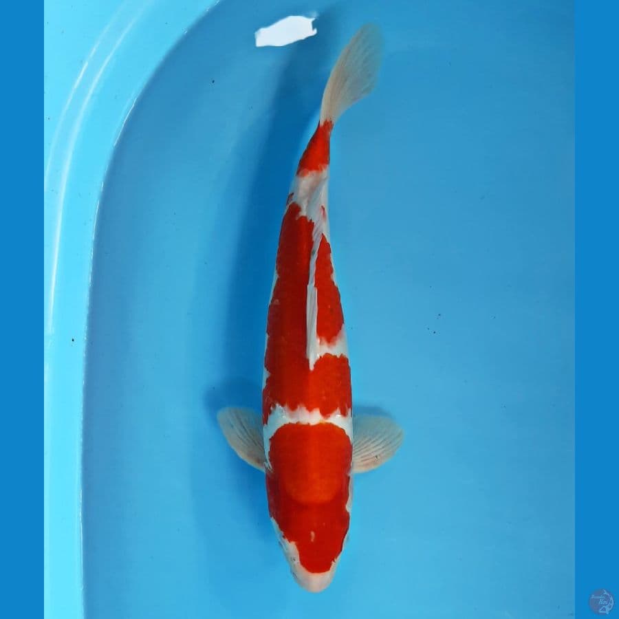 Menkaburi Kohaku 37 cm Male