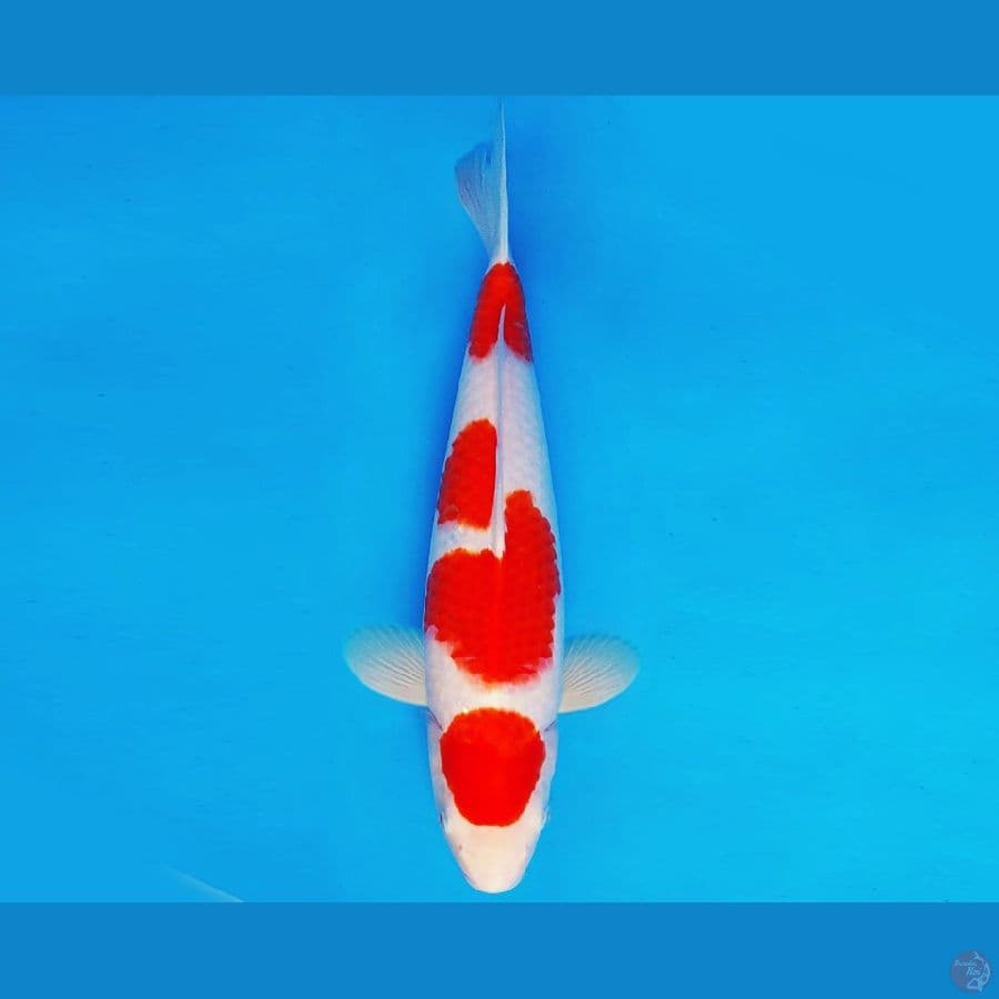 HARAUKU 8 ~ KOHAKU 36 cm/fm ™