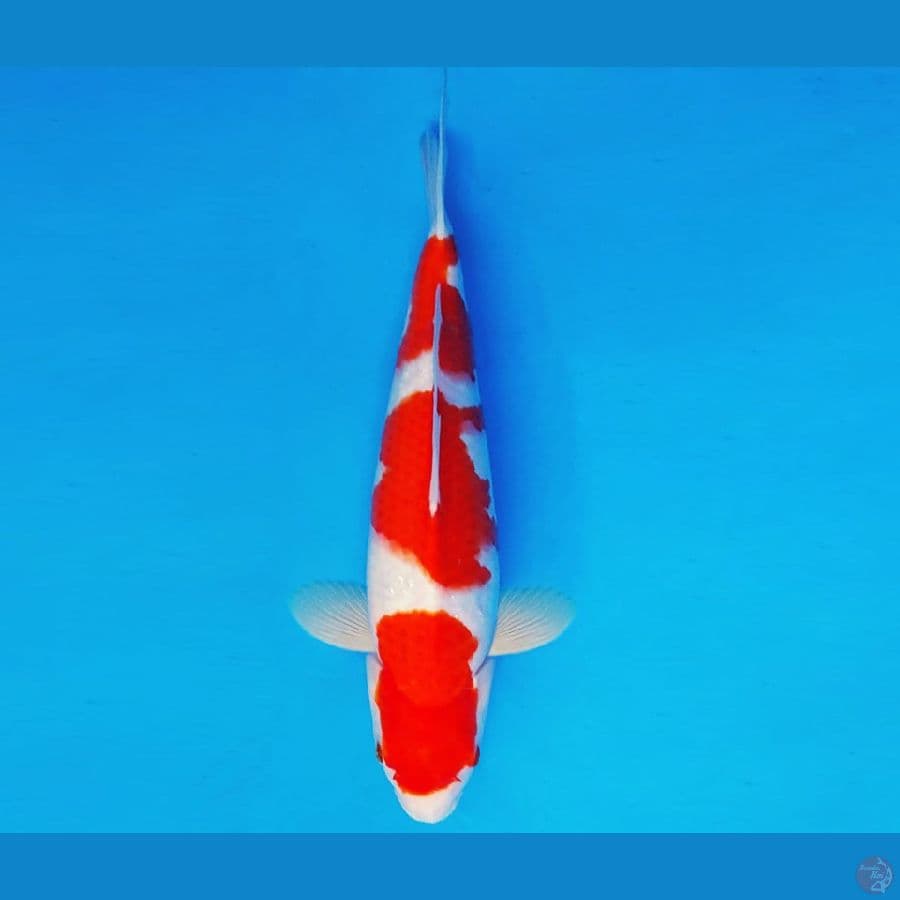 HARAJUKU 10 ~ KOHAKU 36 cm/fm ™