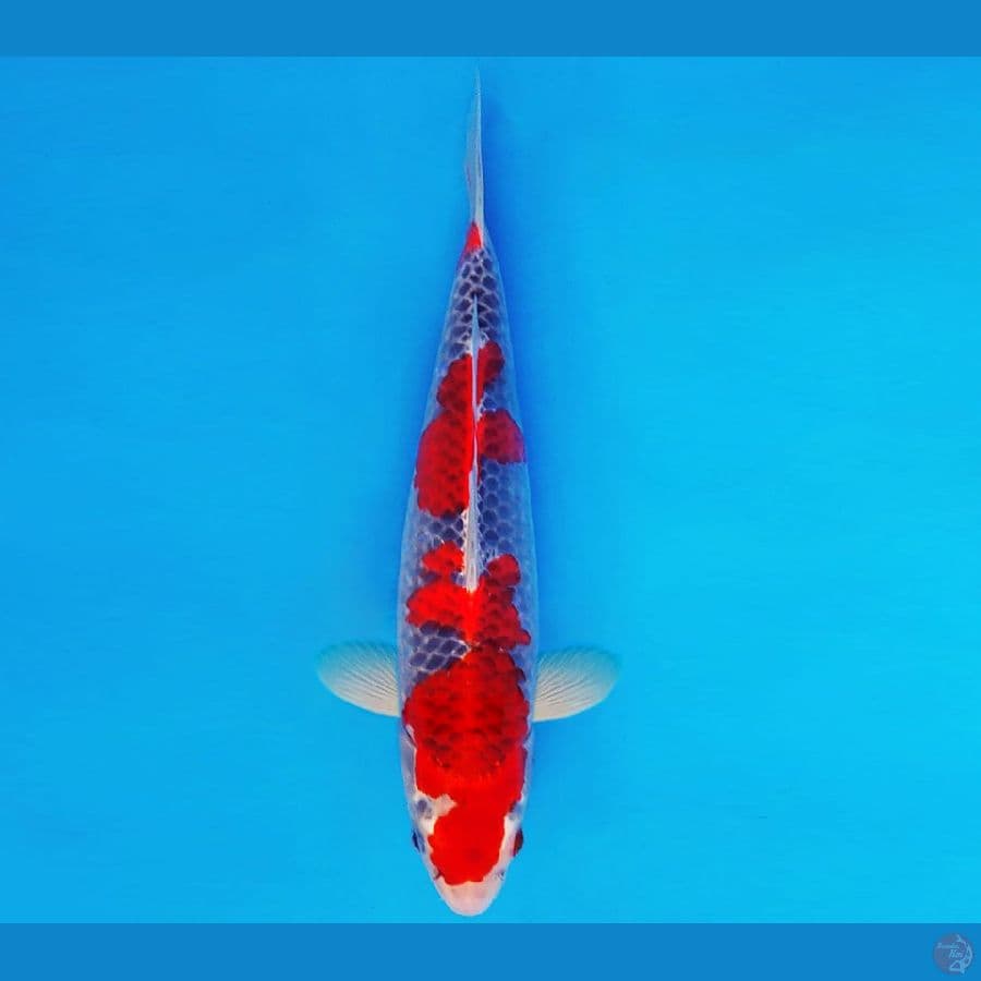 HARAJUKU 12 ~ GOSHIKI 32 cm/male ™