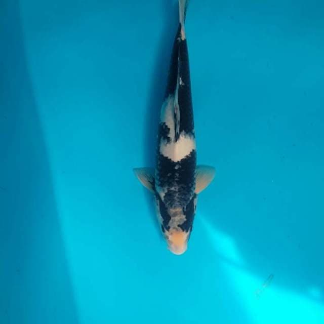 Shiro 38 cm