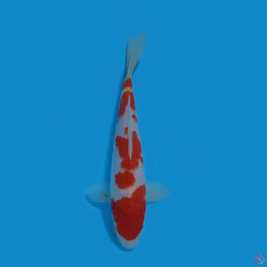 kohaku.20.Cm