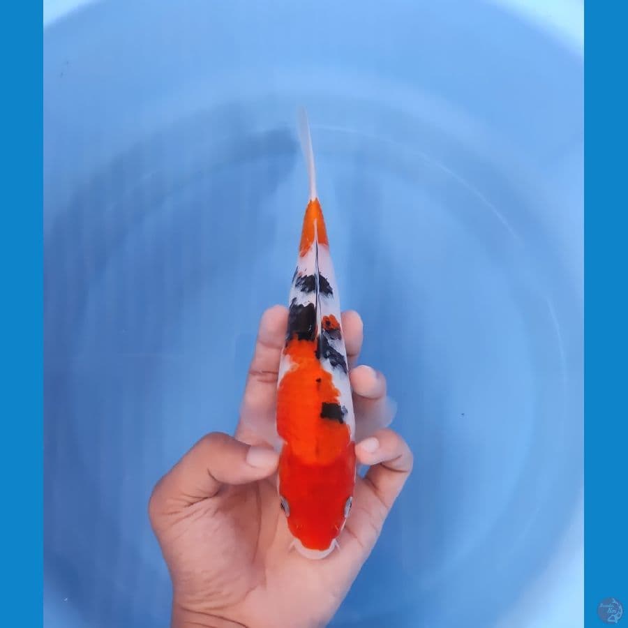 SANKE 22CM - FEEMALE