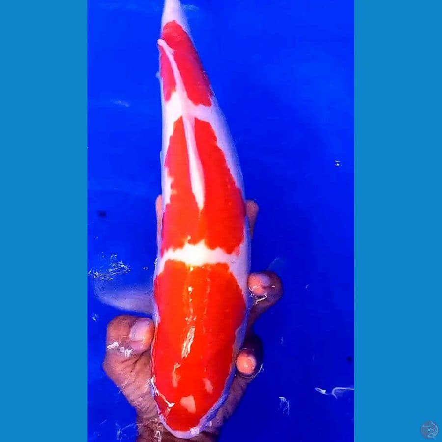 super red sandan kohaku f 40 bu/39 cm