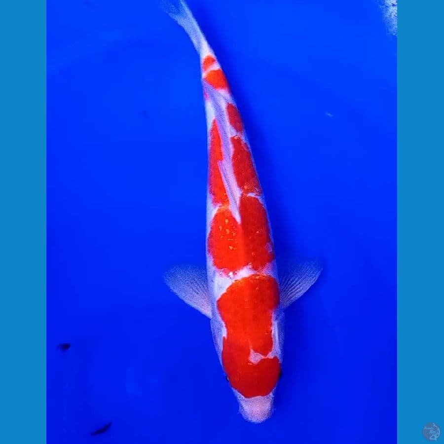 super red kohaku m 35 cm
