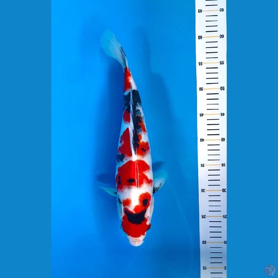 kindai showa 40cm male