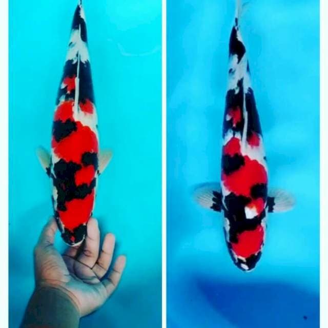 Jantan 49cm.agp