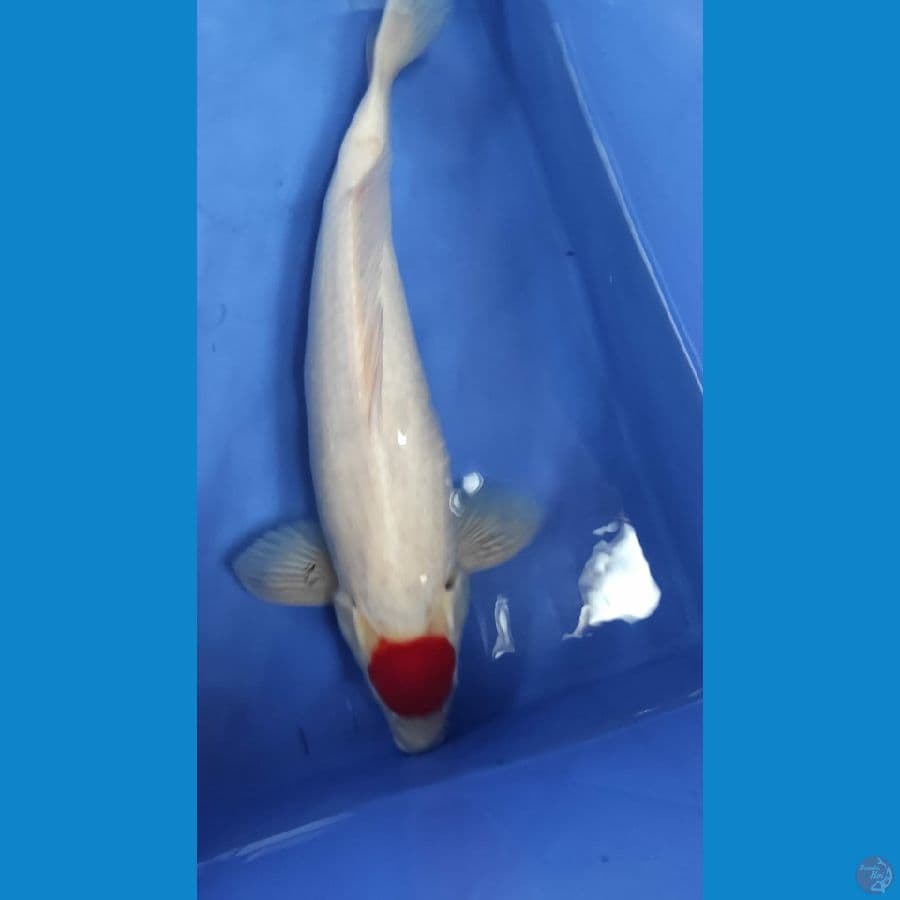 tncho kohaku