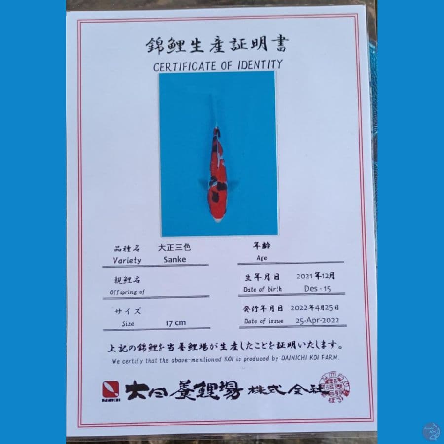 dainichi sanke sz 22cm