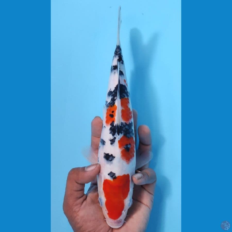 SANKE HQ BAHAN KEEP~27CM/FEEMALE~
