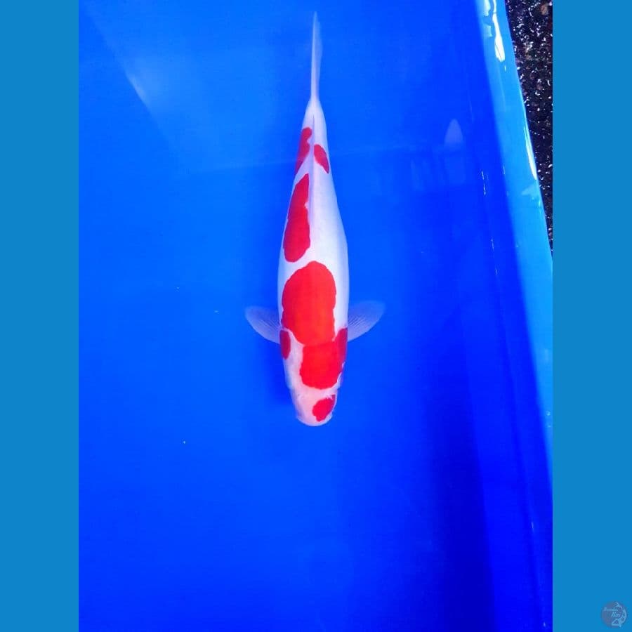 KOHAKU DOITSU 30 CM
