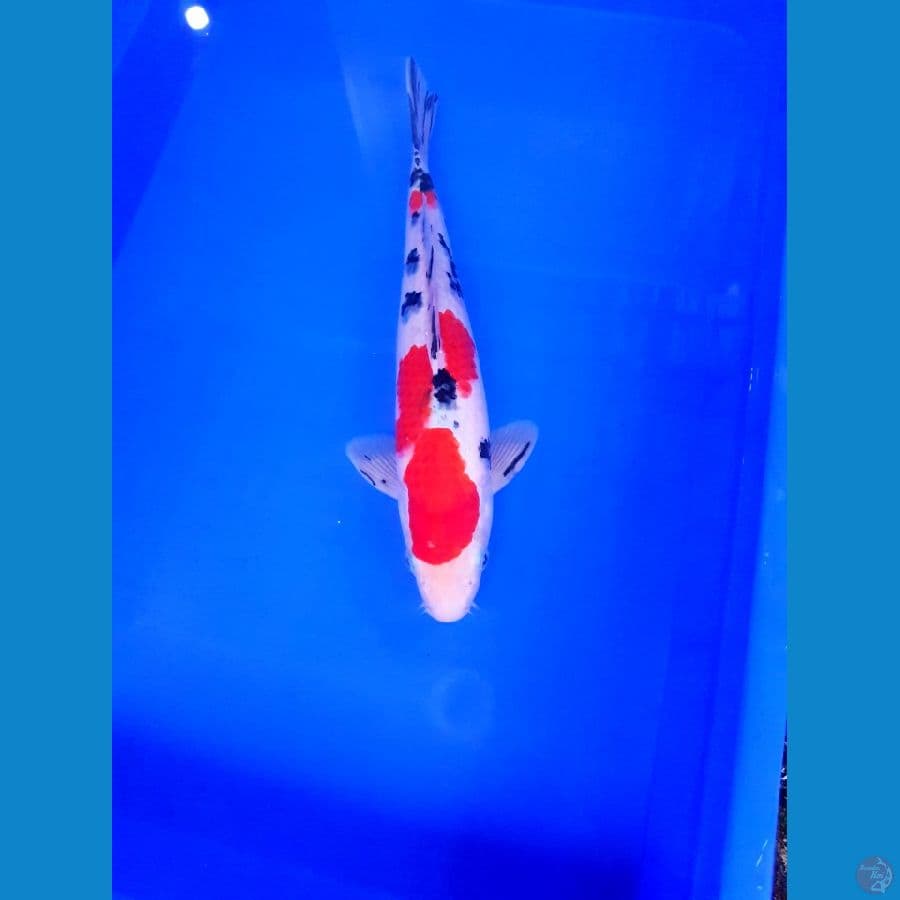 SANKE 36 CM
