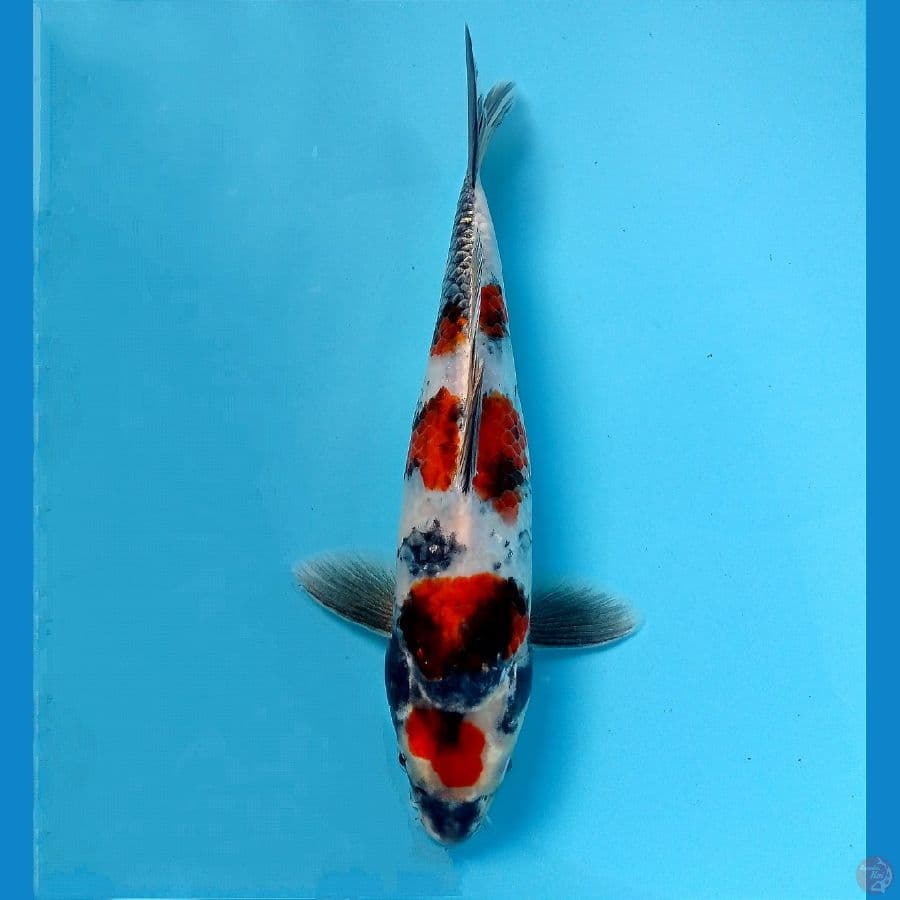 showa 27 cm