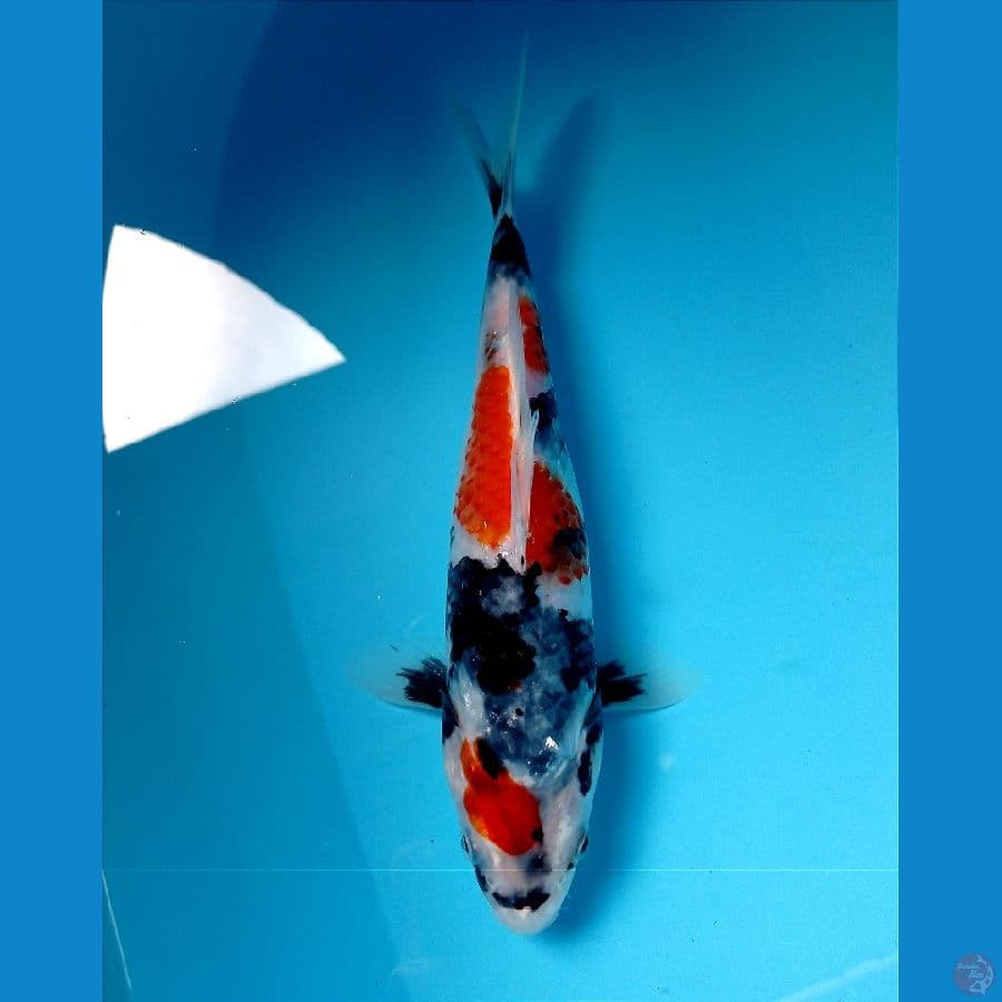 showa 22 cm