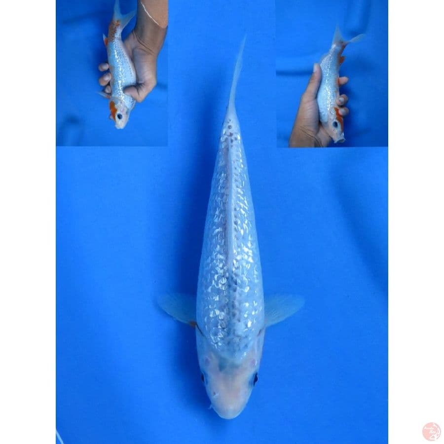 21cm , Male Asagi Ginrin