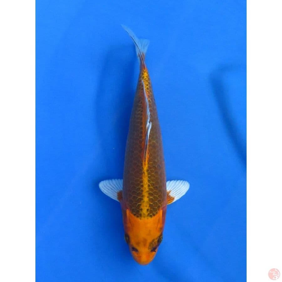 27cm , Kin Matsuba