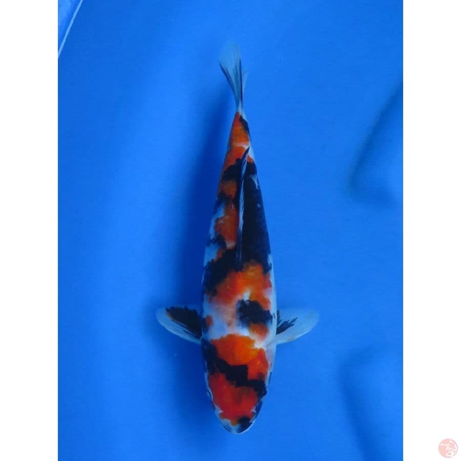 26cm , Red Showa