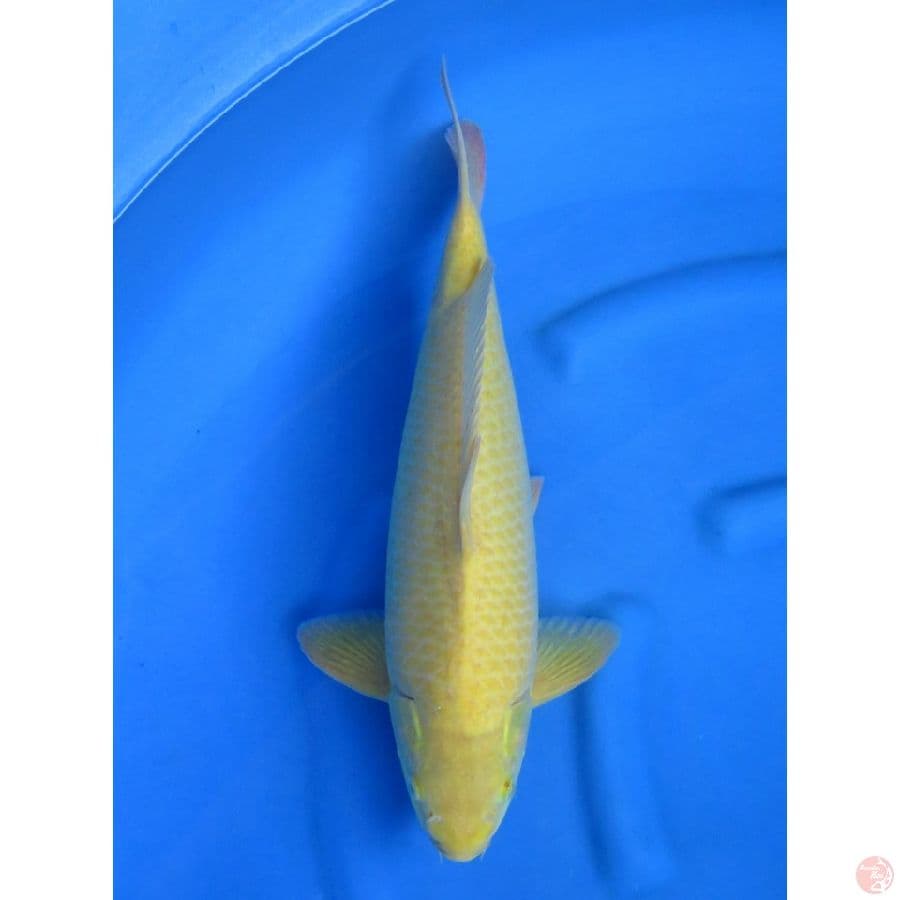 43cm , male karashi f1