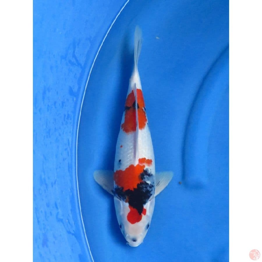 37cm , Kindai Showa