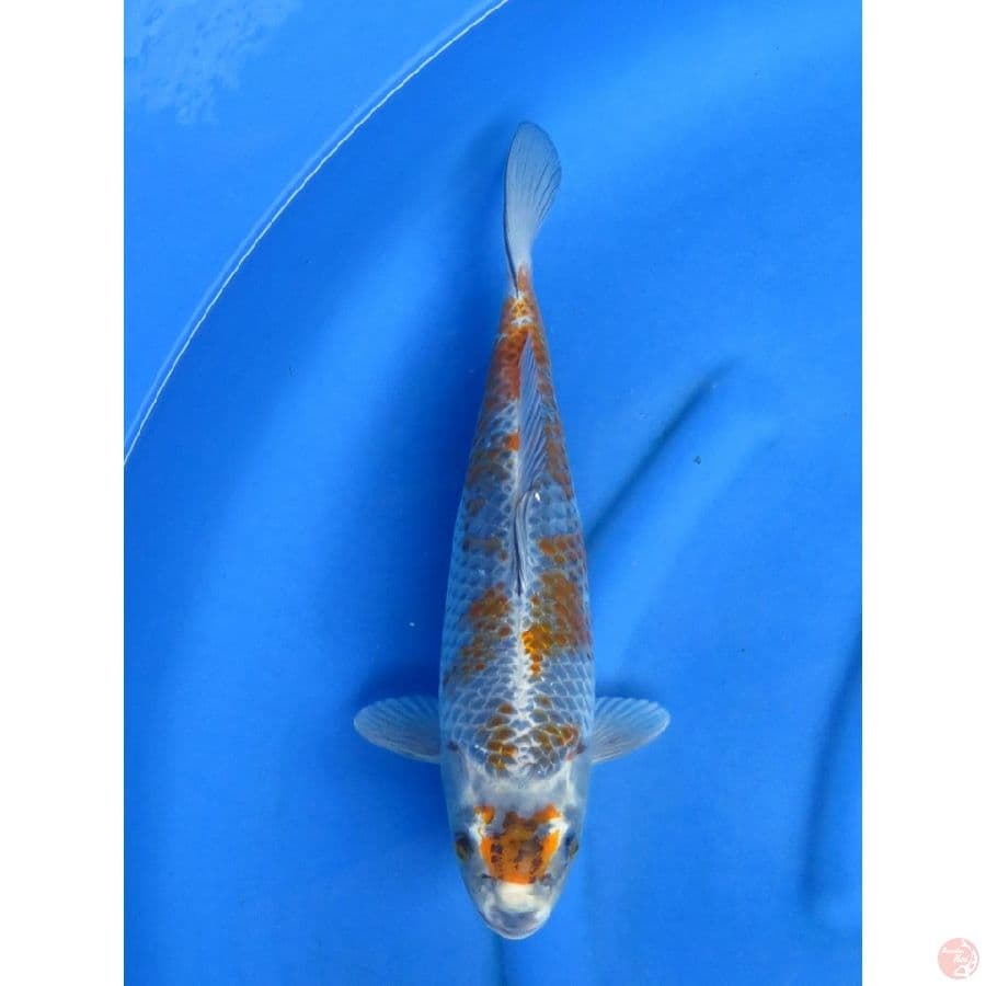 39cm , Kogane Oxhiba