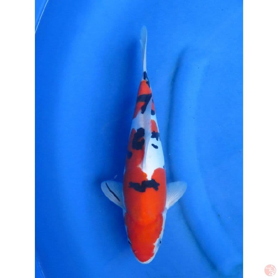 33cm , Sanke Doitsu Murni