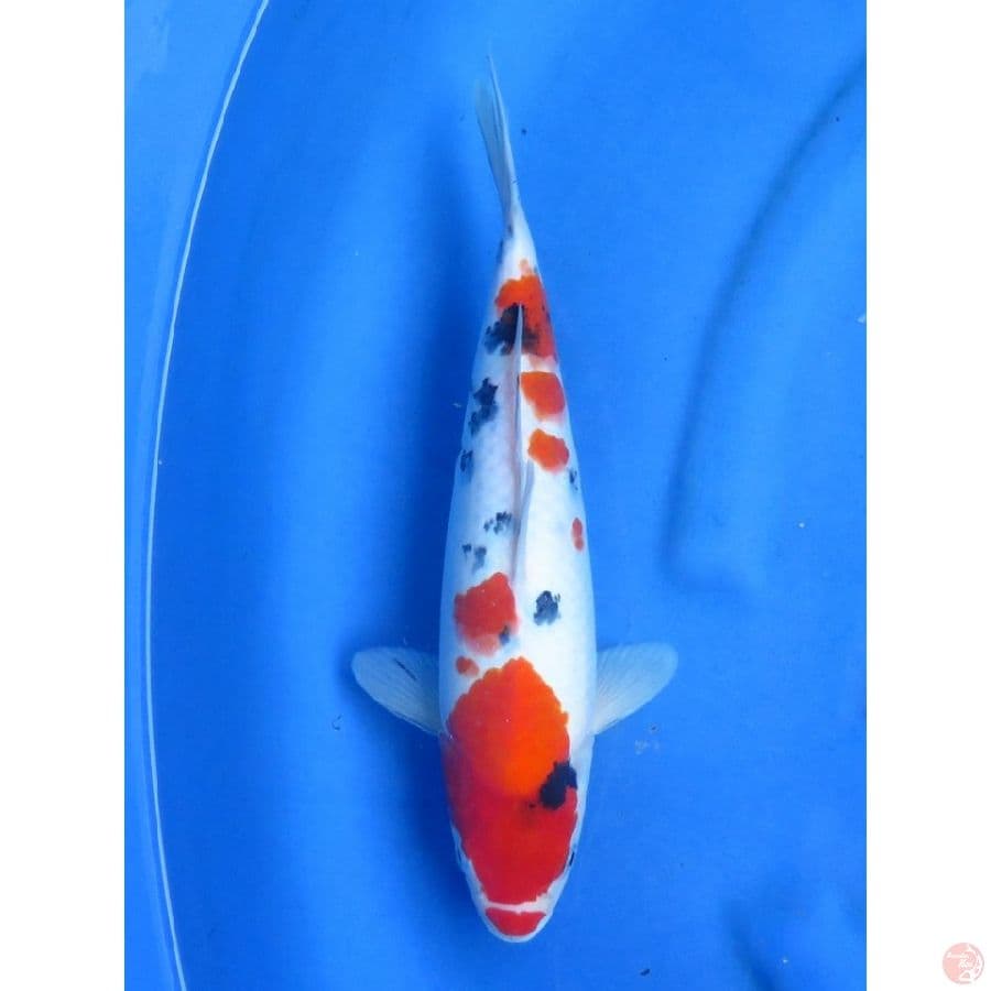34cm , Red Sanke
