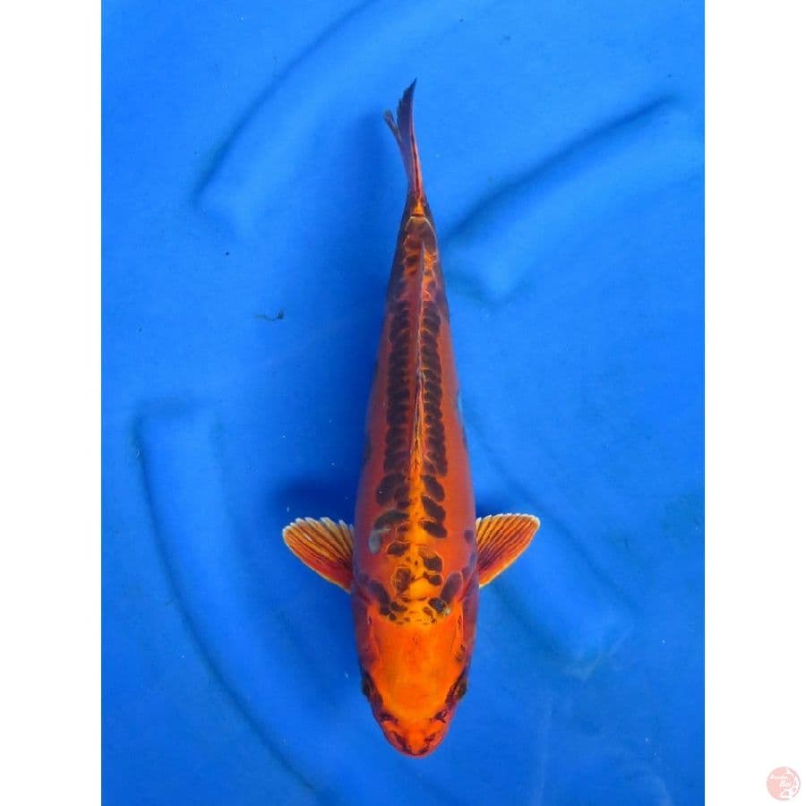 36cm , Orenji Aragoke