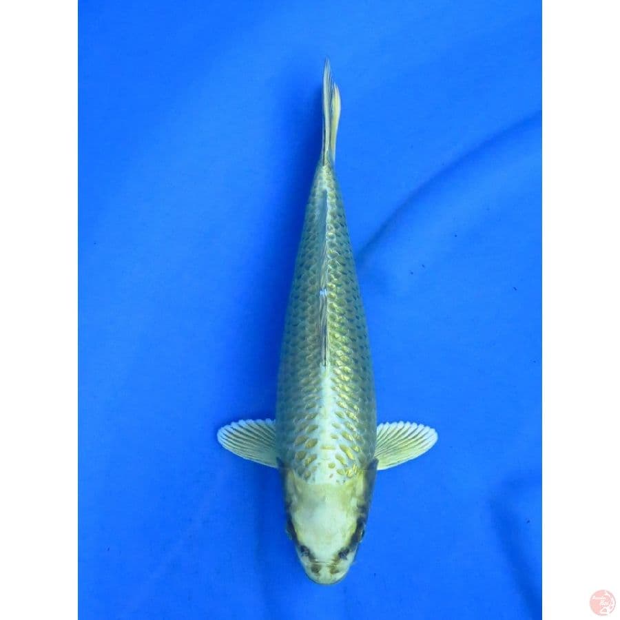 37cm , Mukasi Ogon