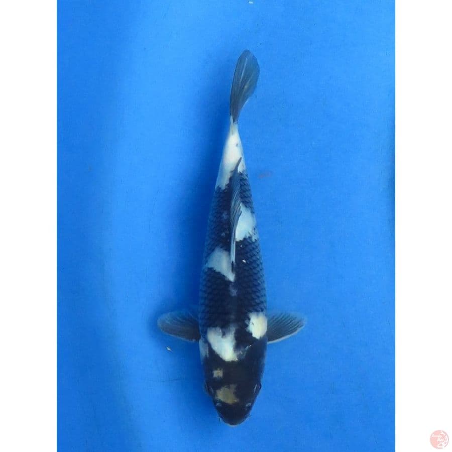 22cm , Shiro Jet black