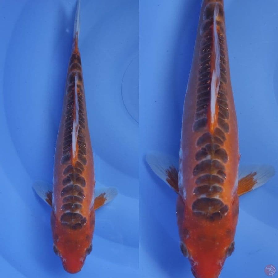 shusui ring rapi ///30cm