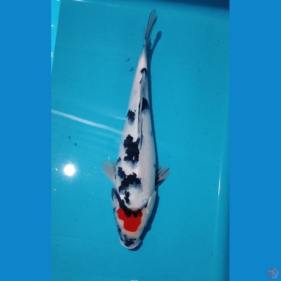 TC Sowa 37 Cm