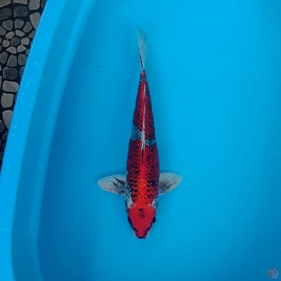 Benigingga 38cm