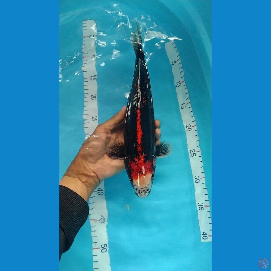 benikumon 33cm