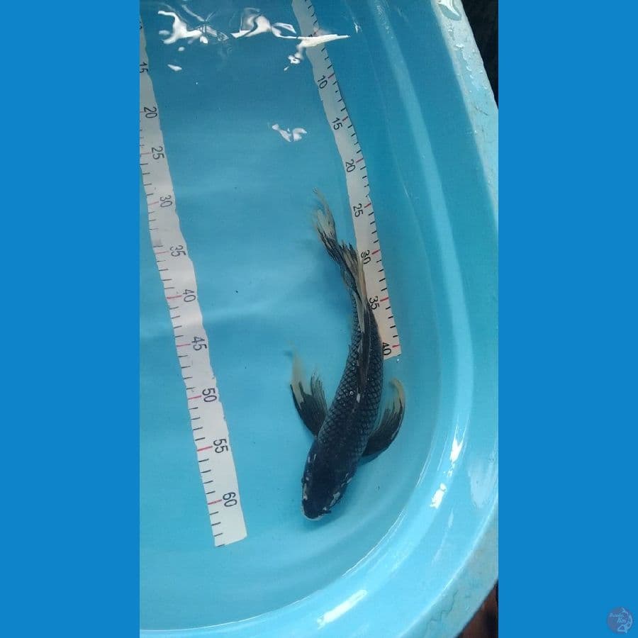 35cm kumpay matsukawa