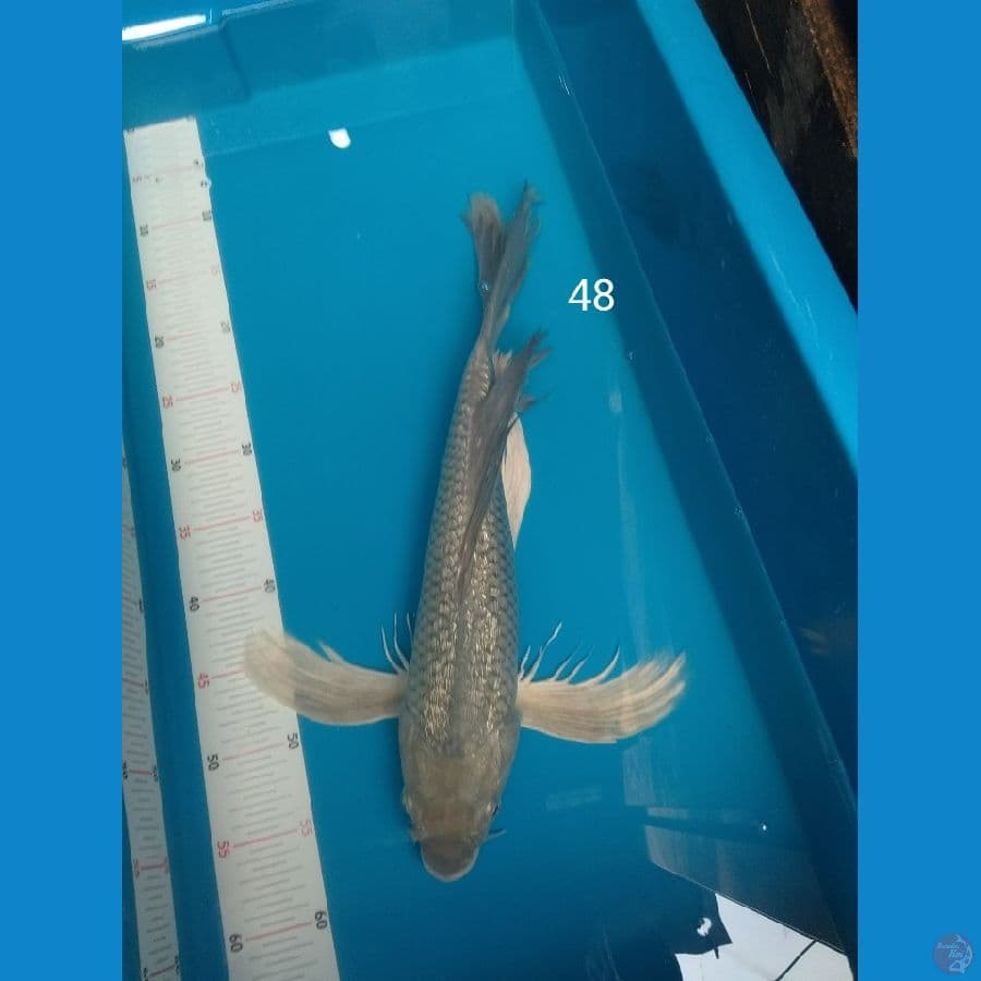kumpay 48