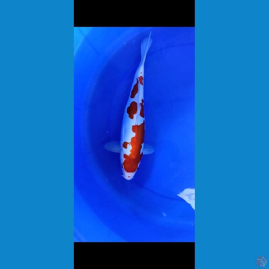 Kohaku Doit murni