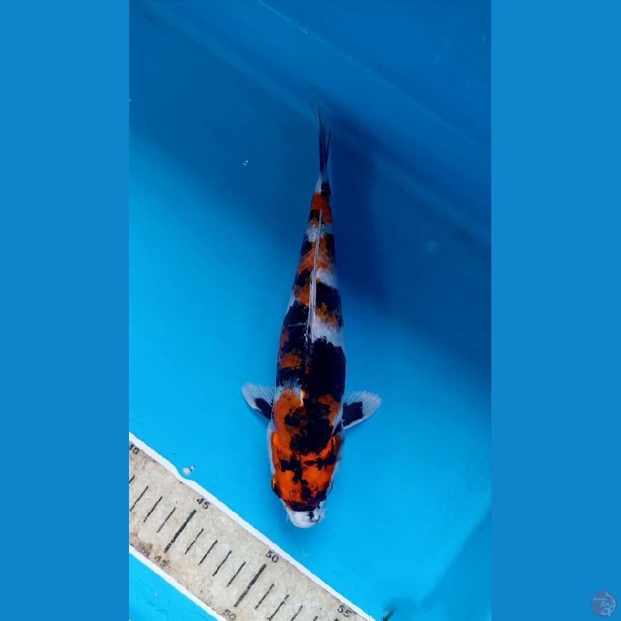 showa hikari 23cm