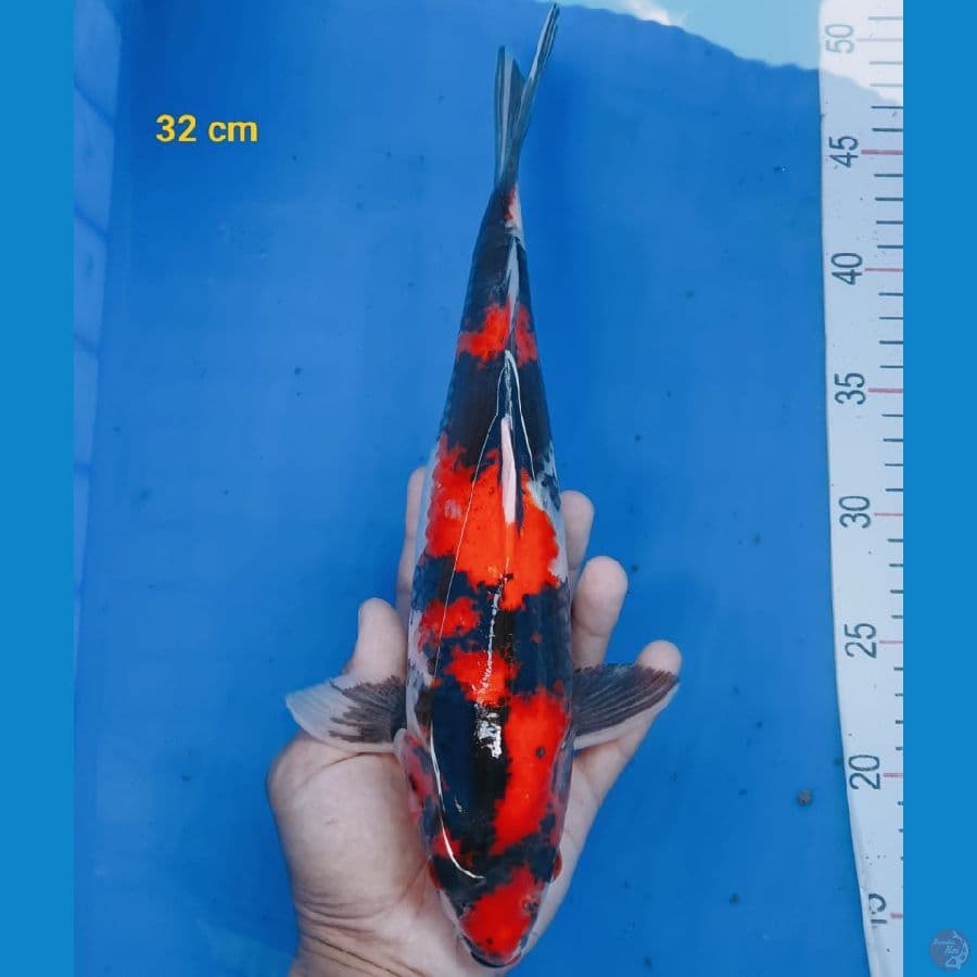grade A showa 32 cm