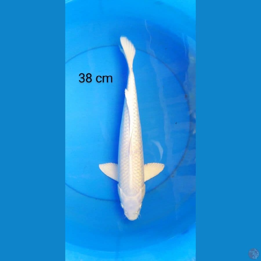 platinum male 38 cm