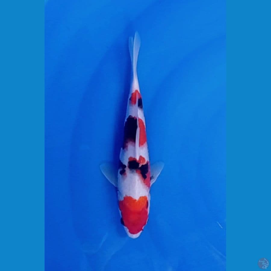 kindai 27 cm