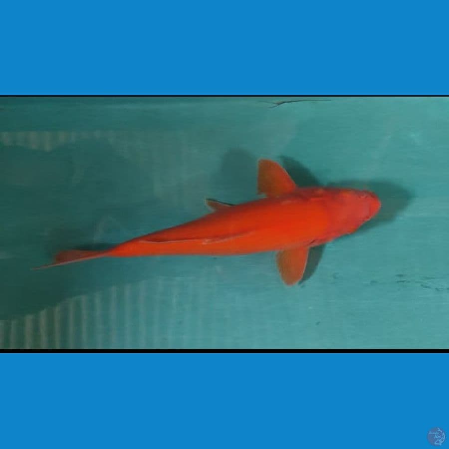 benigoi f1 28cm