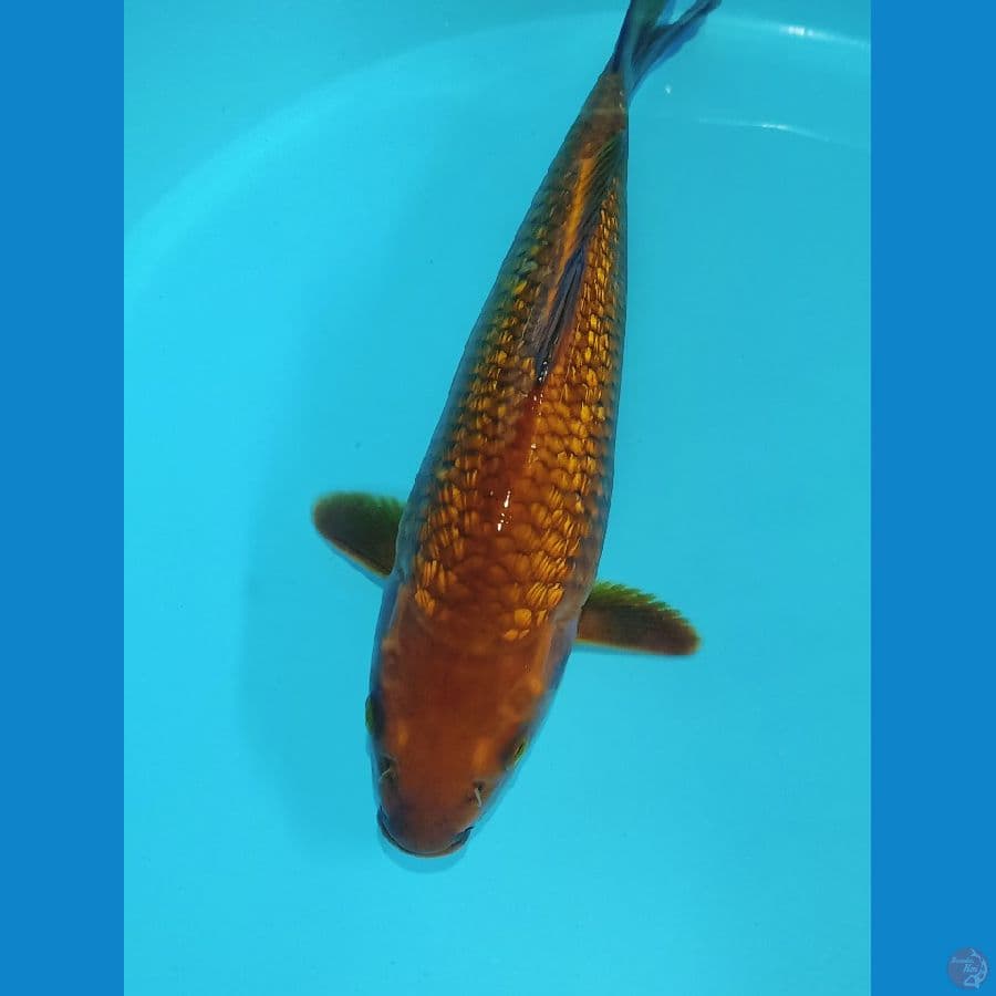 cagoi tembaga ginrin bulky
